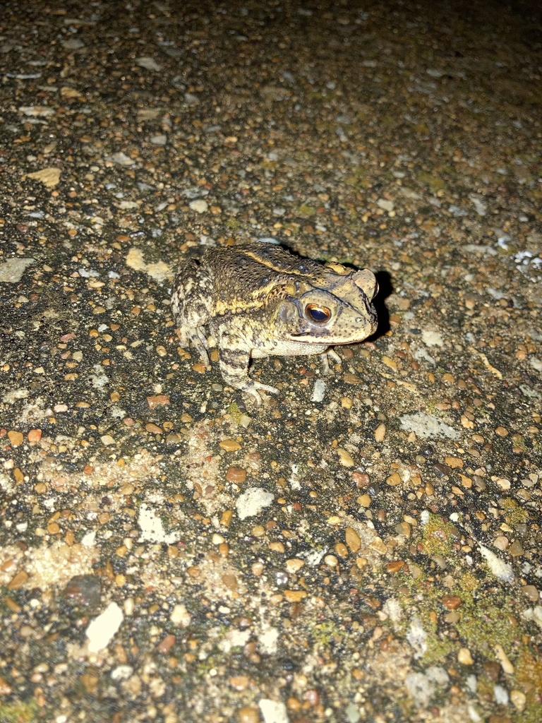 Gulf Coast Toad from Northway Dr, Nacogdoches, TX, US on April 25, 2022 ...