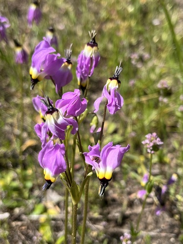 iNaturalist observation photo of Padre's Shooting Star