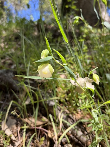 iNaturalist observation photo of White Globe Lily