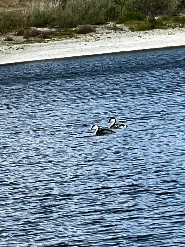 Western Grebe from Horseshoe Lake, Fremont, CA, US on April 13, 2022 at