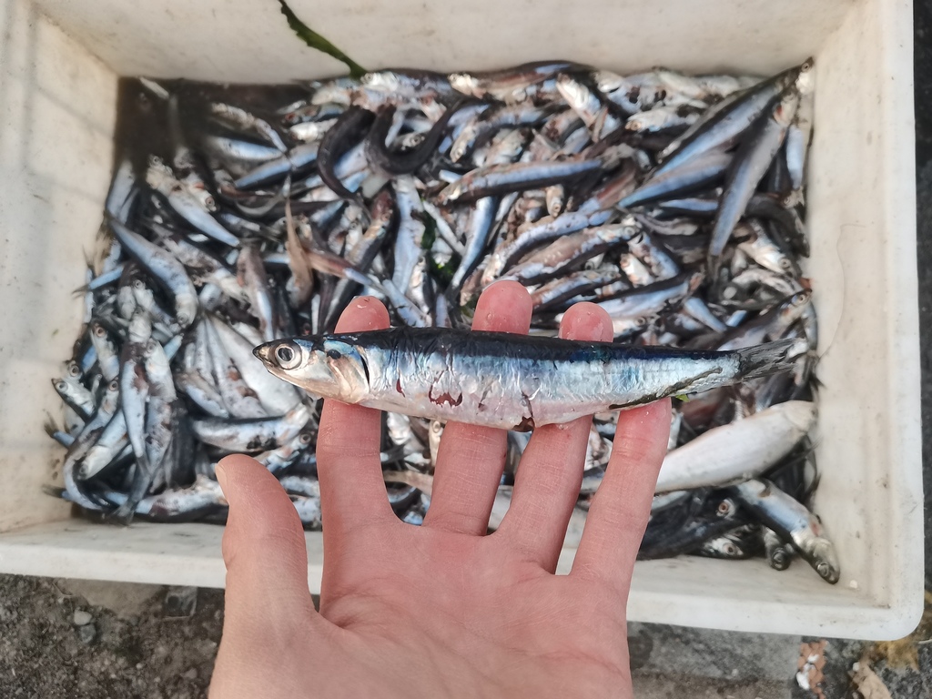 Japanese Anchovy from Dalian, Liaoning, China on April 23, 2022 at 0621 AM by Doran Chen