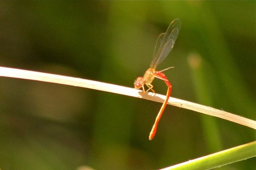 iNaturalist observation photo of Desert Firetail