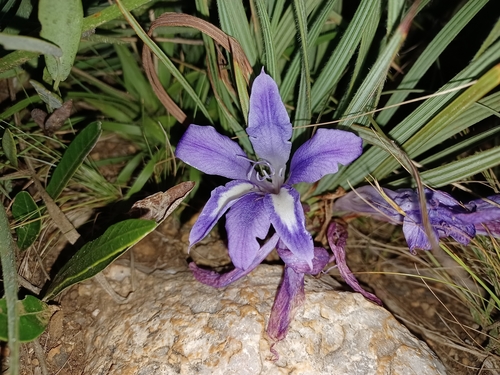 Babiana bainesii Baker