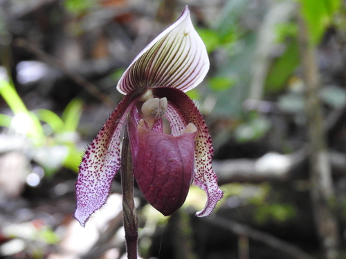 Outstanding Paphiopedilum (Paphiopedilum superbiens)