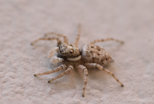 Half-edged Wall Jumping Spider