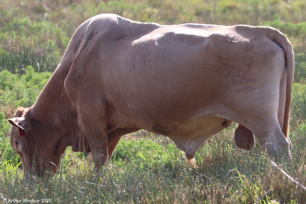Domestic Cattle from Fort Drum WMA, Indian River County, FL, USA on