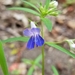 Giant Blue-eyed Mary - Photo (c) Alexander Rash, all rights reserved, uploaded by Alexander Rash
