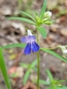 Giant Blue-eyed Mary - Photo (c) Alexander Rash, all rights reserved, uploaded by Alexander Rash