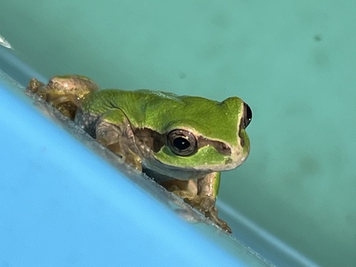 Eastern Japanese Tree Frog