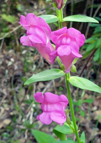 Antirrhinum linkianum