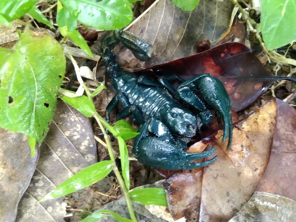 Asian Forest Scorpions From P W H On April