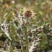 Centaurea ferox - Photo (c) djilali_tahri, όλα τα δικαιώματα διατηρούνται, uploaded by djilali_tahri