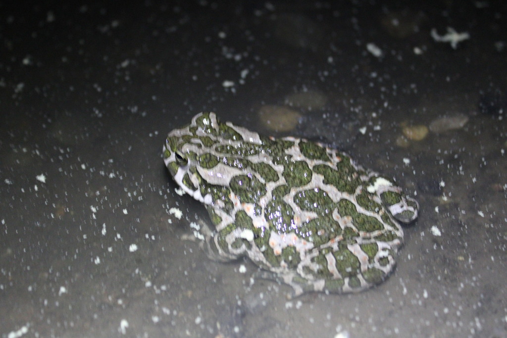 Green Toad in April 2022 by Septier Léo · iNaturalist