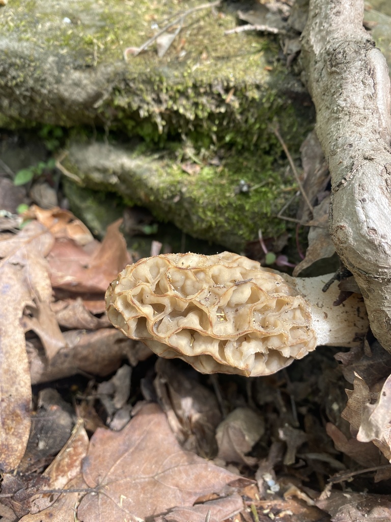 true morels from Mammoth Cave National Park, Edmonson County, USKY, US