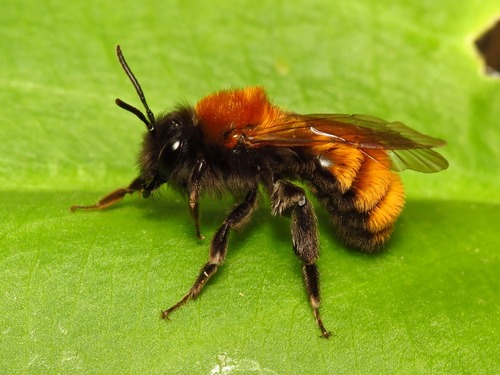 Tawny Mining Bee