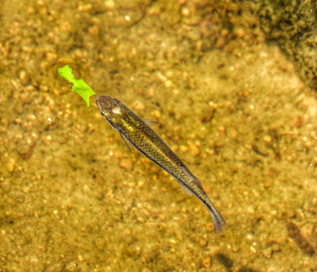 blackstripe-topminnow-from-walnut-creek-mansfield-tx-us-on-april-18