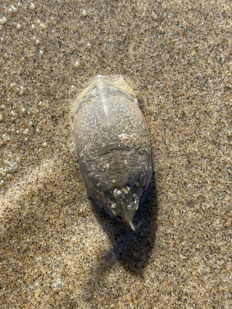 Sand Fleas (Genus Emerita) · iNaturalist