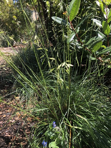 Festuca californica ssp. californica