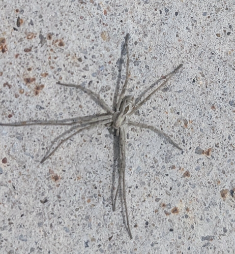 Attractive Running Crab Spider