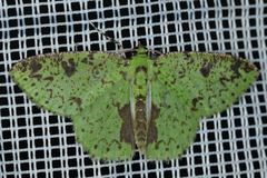 Image of Nemoria eugeniae