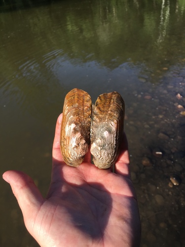 rabbitsfoot