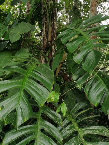 Monstera spruceana (Schott) Engl.