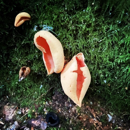 hare's ear