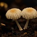 Coprinellus curtoides - Photo (c) bugtonsquare, all rights reserved, uploaded by bugtonsquare