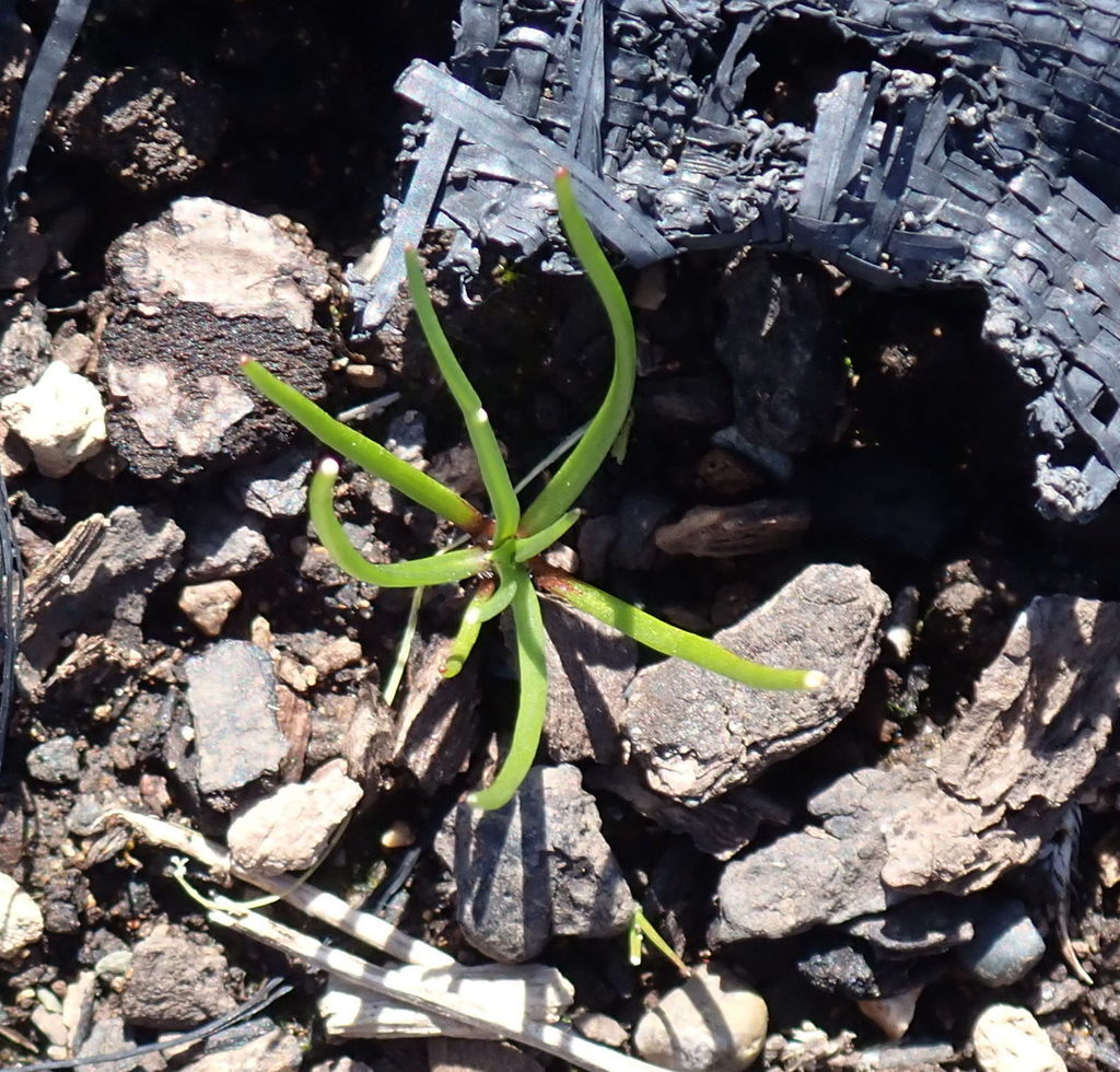 needleleaf navarretia (PNW Prairie species) · iNaturalist