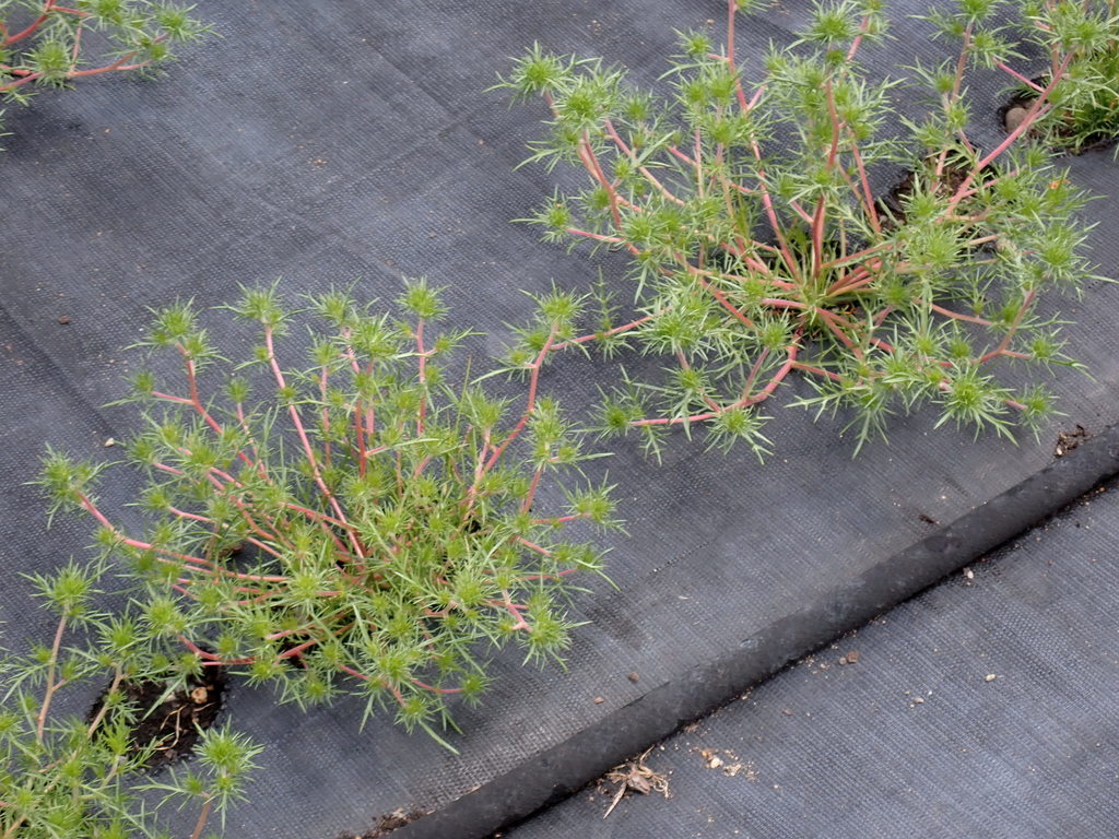 needleleaf navarretia (PNW Prairie species) · iNaturalist