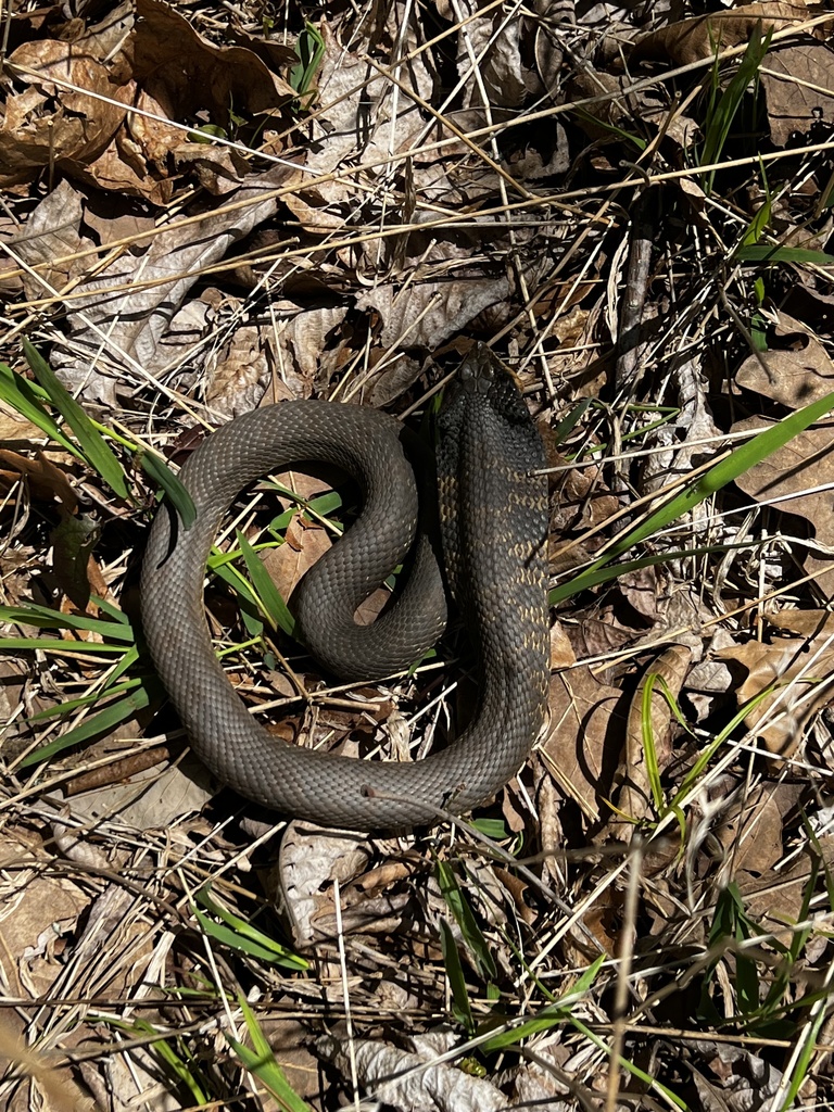 Eastern Hognose Snake from Vienna, IL, US on April 26, 2022 at 12:48 PM ...