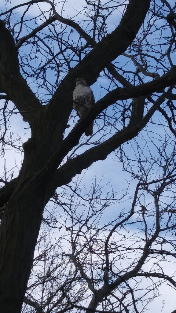 Red Tailed Hawk In April 2022 By Sindy Vee A Gorgeous Bird Of Prey   Large 