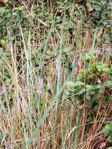 Festuca procera