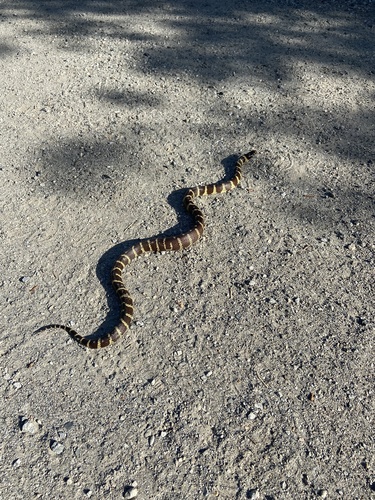iNaturalist observation photo of California King Snake