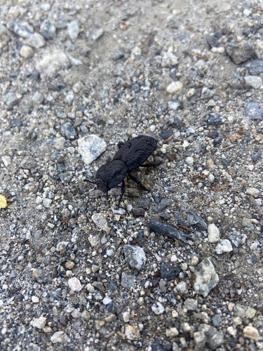 iNaturalist observation photo of Diabolical Ironclad Beetle