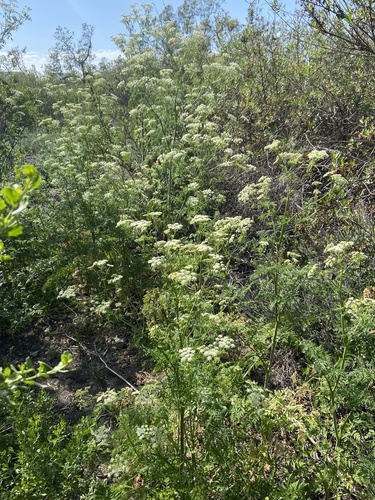 iNaturalist observation photo of poison hemlock