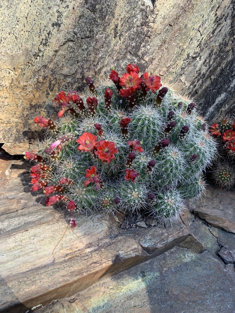 Yavapai Hedgehog Cactus (Echinocereus yavapaiensis)  iNaturalist