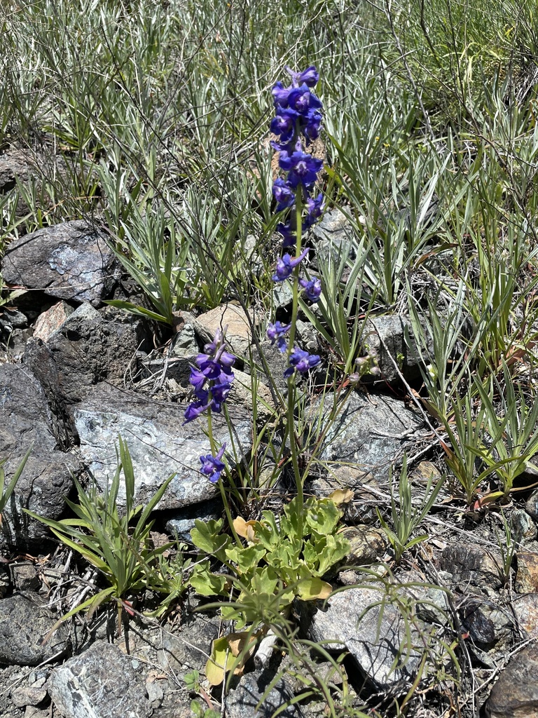 swamp larkspur (Delphinium uliginosum) · iNaturalist