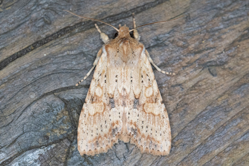 Lithophane innominata Smith, 1893