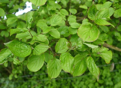 Raudonoji sedula nuotrauka