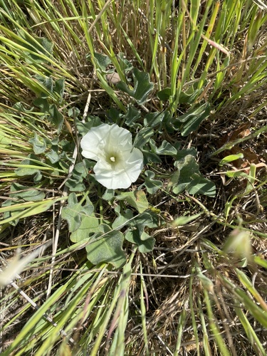 iNaturalist observation photo of Coast Range false bindweed