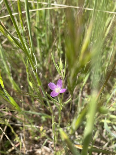iNaturalist observation photo of Winecup Clarkia