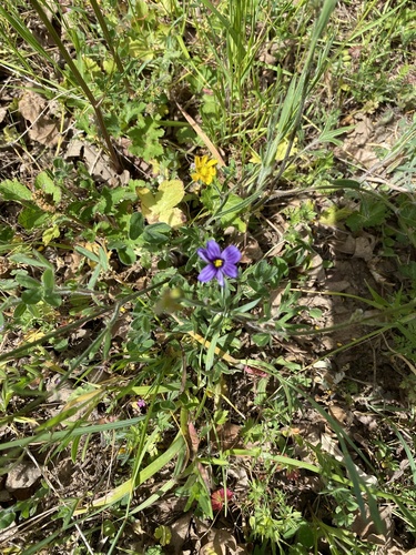 iNaturalist observation photo of western blue-eyed grass
