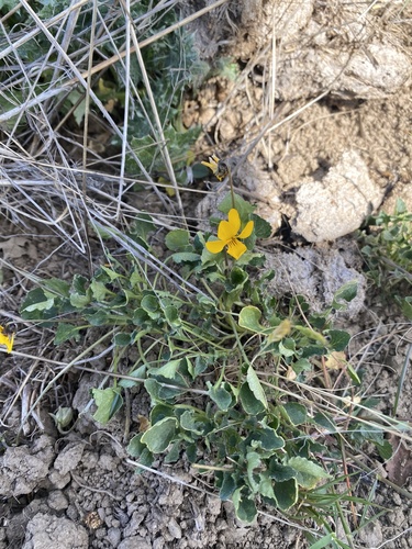 iNaturalist observation photo of California Golden Violet