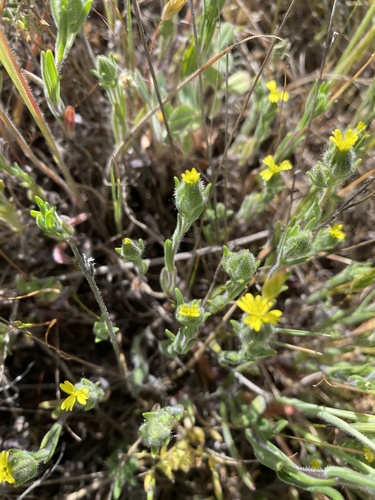 iNaturalist observation photo of grassy tarweed