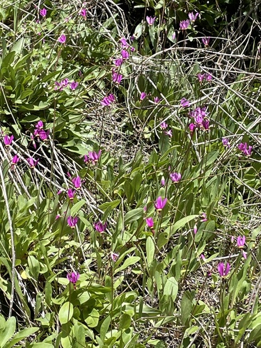 Primula pauciflora var. monantha