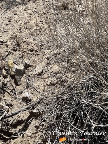 Common Checkered Whiptail