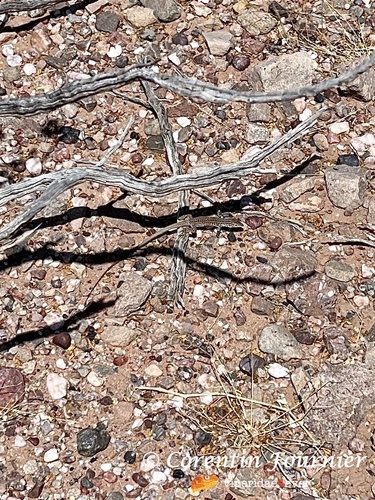 Common Checkered Whiptail