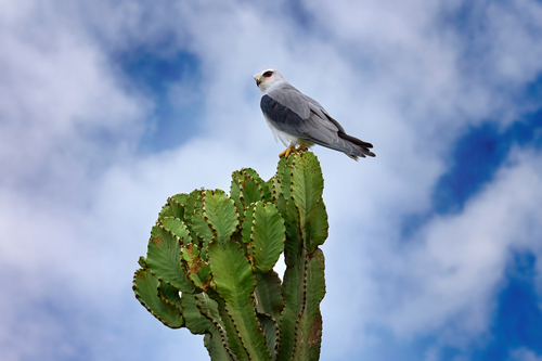 Black-winged Kite