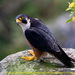 Falco peregrinus peregrinator - Photo (c) Antony Grossy, כל הזכויות שמורות, הועלה על ידי Antony Grossy